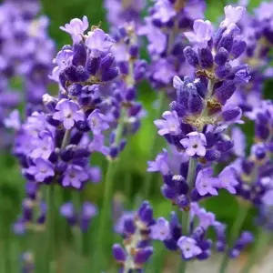Lavandula 'Essence Purple'